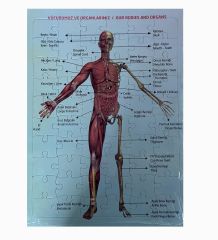2'Li Eğitici Puzzle Set Türkiye Haritası 50 parça ve İnsan Anatomisi 60 parça